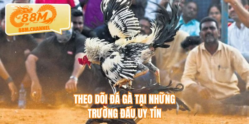 Theo dõi đá gà tại những trường đấu uy tín
